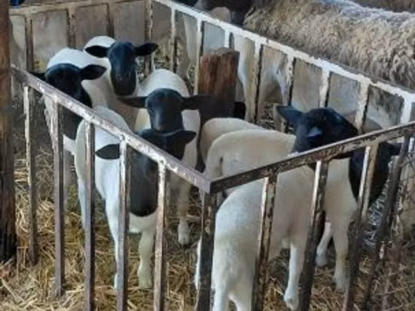 Carnero, Dorper sheep
