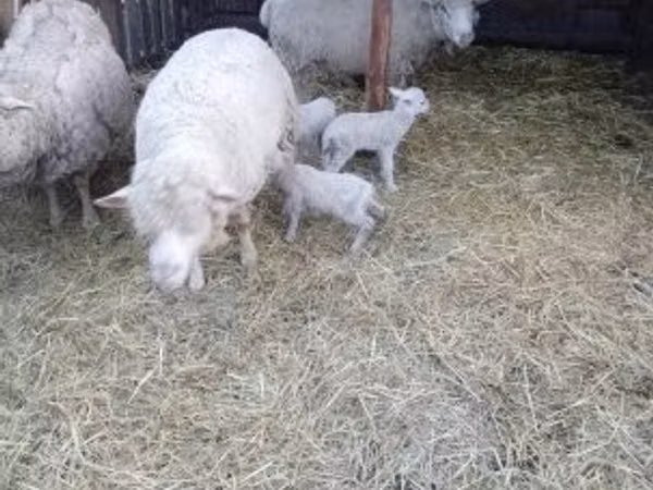 نعجة, Merino sheep