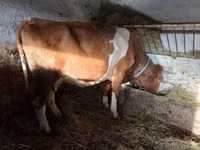 Cow, Simmental cattle — photo 3