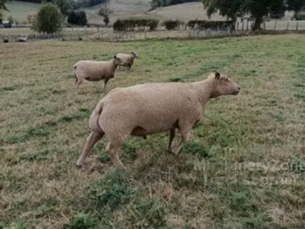 كبش, Charollais sheep