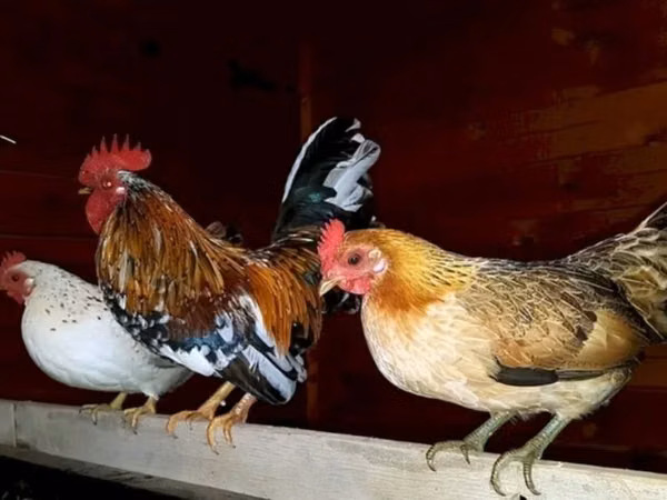 Japanese Bantam