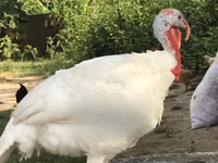 Turkeys — Foto 2