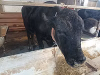 Bovinos (lote, sexo no especificado), Aberdeen-Angus — foto 1