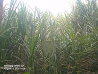 Nappir Grass — الصورة 1