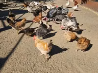 Chickens — foto 6