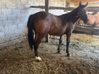 Yegua, Caballos — foto 2