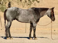 Horse (M), Quarter Horse — photo 1