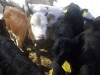 Cattle (batch, sex not specified), Cattle — photo 8