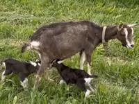 Billy Goat, Toggenburg goat — photo 5