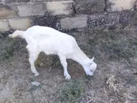Ziege, Saanen goat — Foto 4