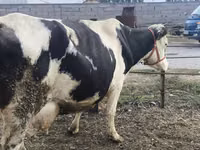 Vaca, Raza Holstein — foto 6