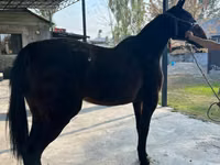 Stute, French Trotter — Foto 2