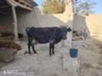 Vaca, Ganado vacuno — foto 5