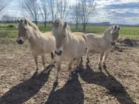 Yegua, Fjогd — foto 5
