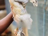 Brahma — foto 3