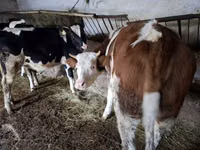 Cow, Simmental cattle — photo 1