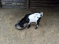 Cabro, Nigerian dwarf goats — foto 4