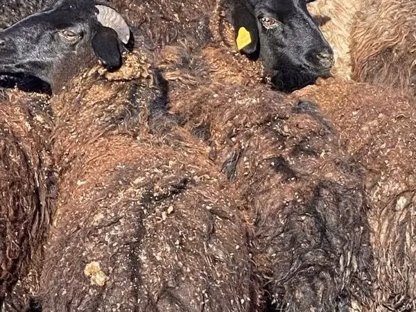 绵羊（批次，未指定性别）, Karachay sheep