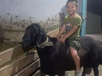 Widder, Arashan sheep — Foto 2