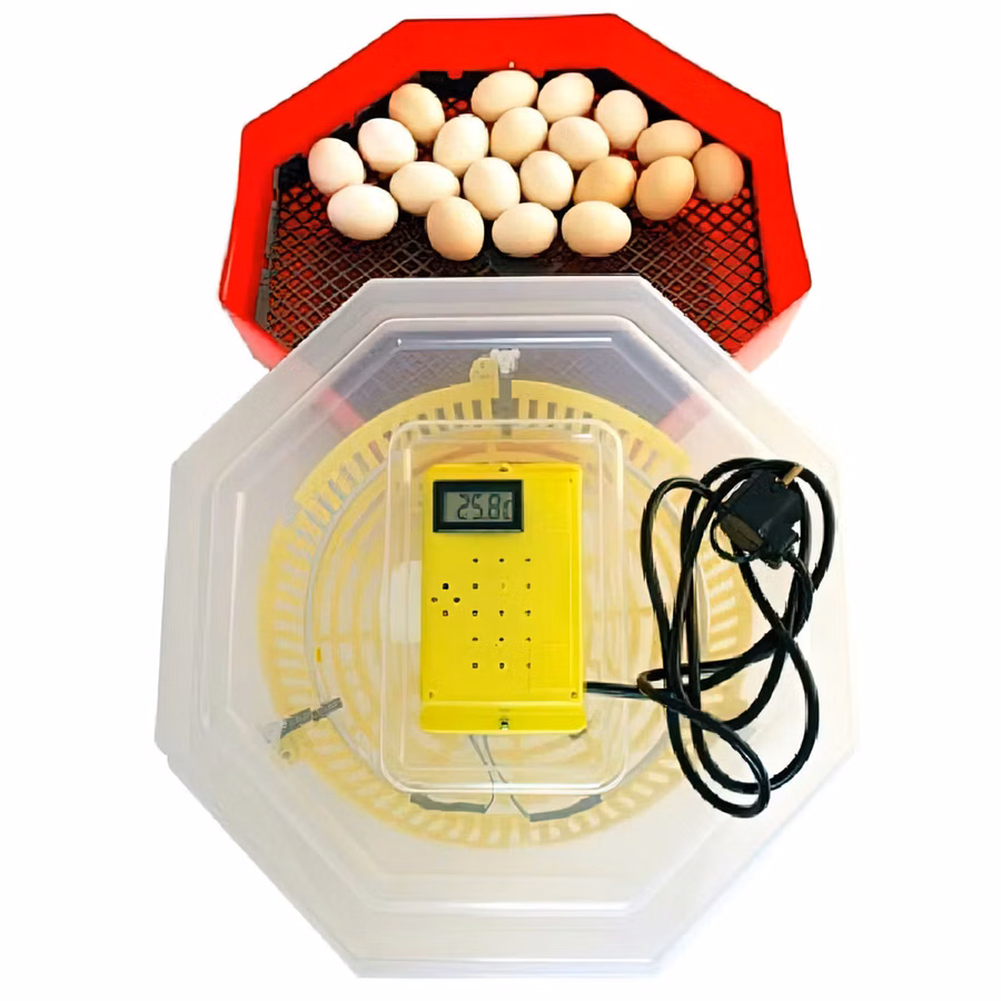 Incubator electric cu termometru Cleo5t/INC4 / Credit 0% / Livrare / Garantie 2 ani