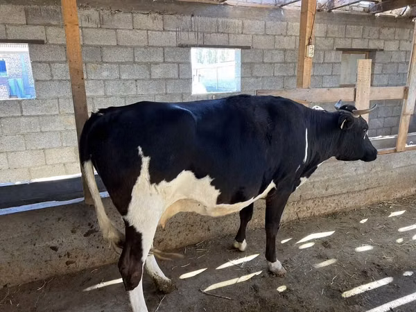Kuh, Russian Black pied cattle