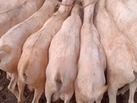 Goats (batch, sex not specified), Somali goats — photo 1