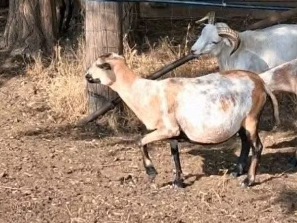 Овца, Камерунская овца