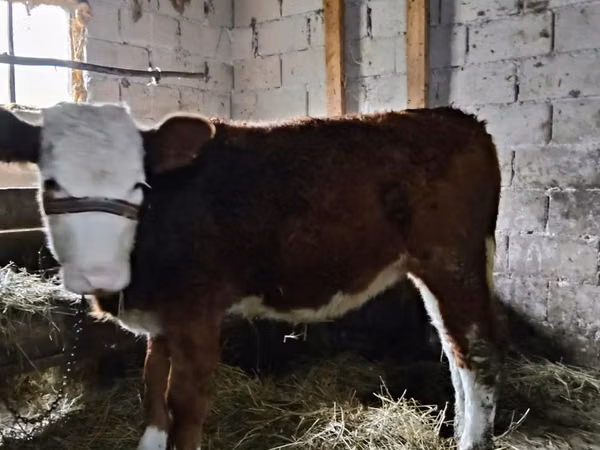 Vaca, Swiss cattle