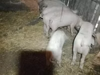 Pigs (batch, sex not specified), Pigs — photo 1
