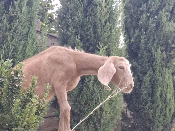Cabro, Cabras