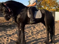 Hengst, Friesian — Foto 1