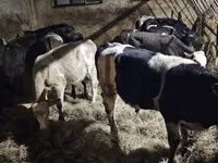 Cattle (batch, sex not specified), Cattle — photo 4