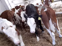 Bovinos (lote, sexo no especificado), Simmental cattle — foto 2
