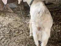 Goat, Dutch Landrace goats — photo 3
