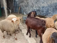 Billy Goat, Damask goat — photo 3