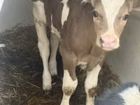 公牛, Simmental cattle — 照片 3