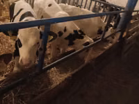 Toro, Russian Black pied cattle — foto 5