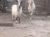 公山羊, Goats — 照片 3