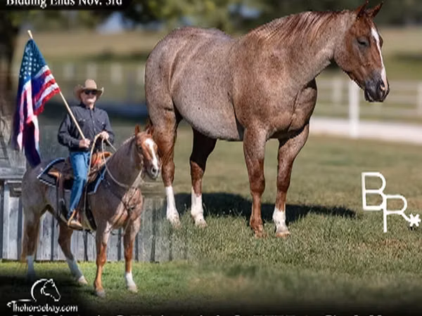 Horse (M), Quarter Horse