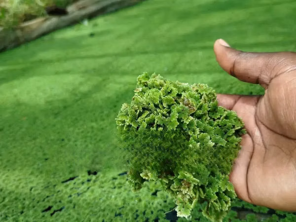 High Quality Azolla Seedling For Replanting