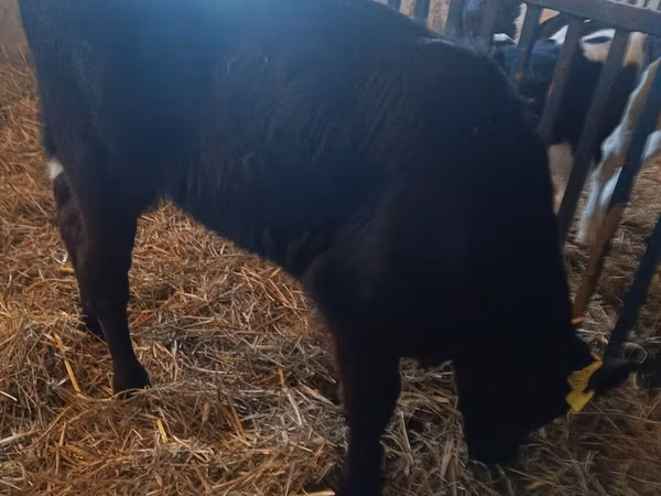 Vaca, Vaca Limousin