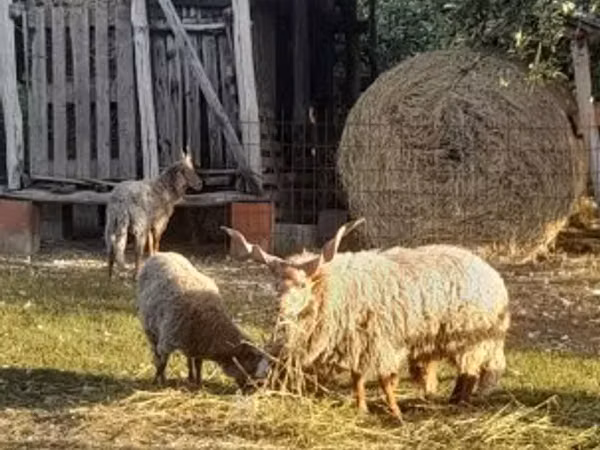 Sheep, Racka sheep