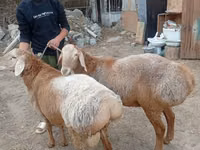 Ram, Arashan sheep — photo 2