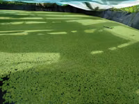 Azolla Seeds - 2000 Ml - Learn How to Grow Azolla From Us — फ़ोटो 2