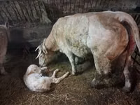 Bull, Charolais cattle — photo 6