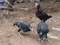 Chickens — photo 3