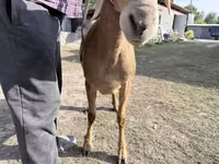 نعجة, Arashan sheep — الصورة 3