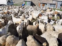 Goats (batch, sex not specified), Goats — photo 1