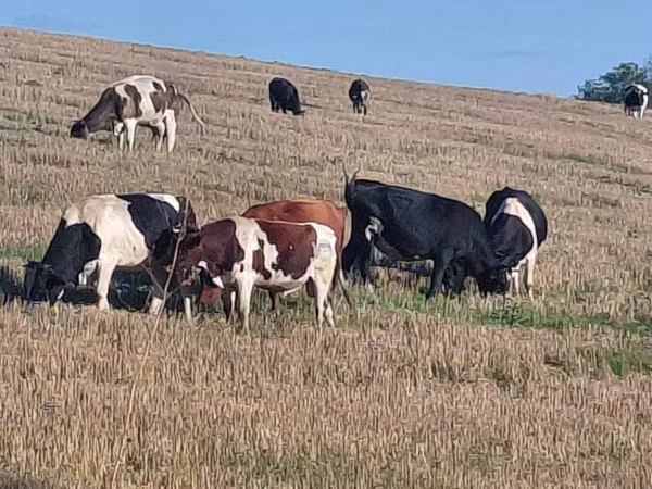 Bull, Holstein breed