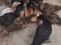 Chickens — Foto 3